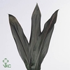 Leaf cordyline black tie vacuum
