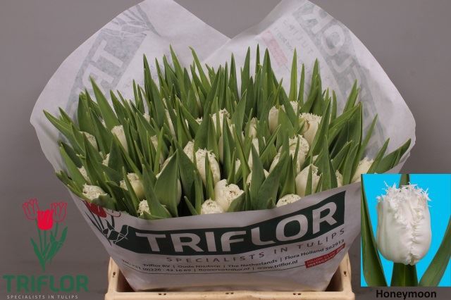 <h4>Tulipa (Fri. Honeymoon</h4>