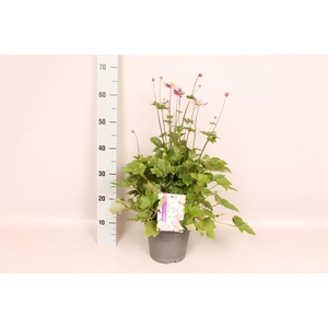 vaste planten 19 cm  Anemone Splendens