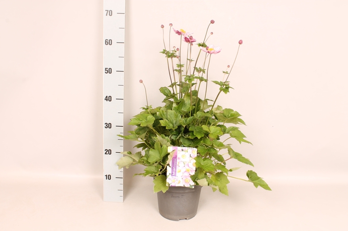 vaste planten 19 cm  Anemone Splendens