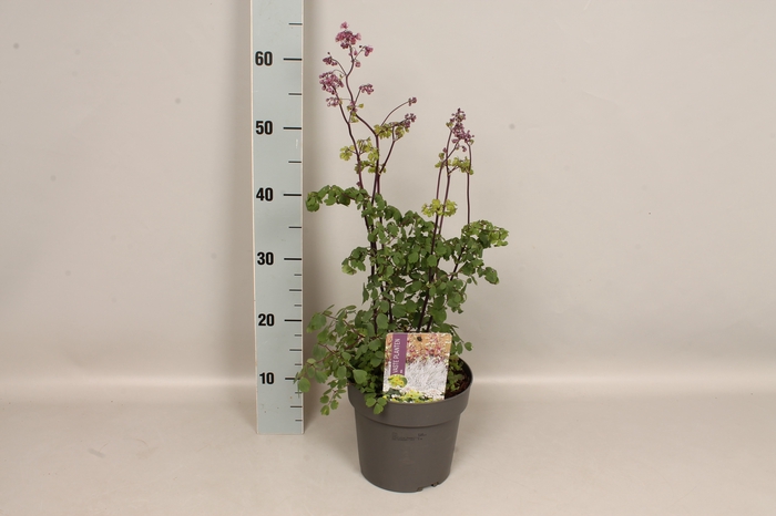 <h4>vaste planten 19 cm  Thalictrum Thundercloud</h4>