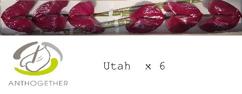 <h4>Anthurium Utah</h4>