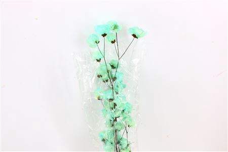 <h4>Dried Bougainvillea 55cm Turquoise Bunch</h4>