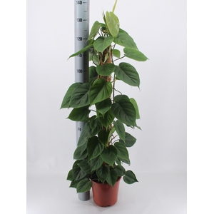 Philodendron Scandens 24Ø 130cm