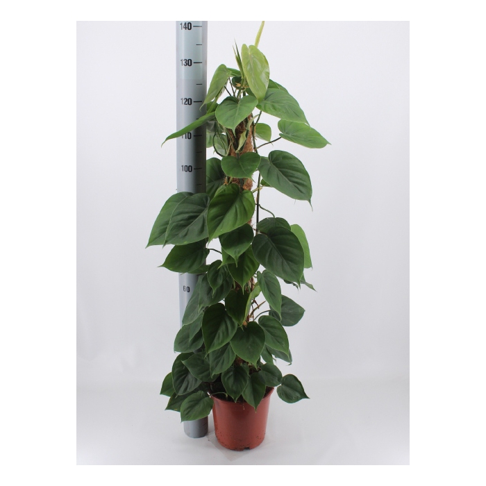 <h4>Philodendron Scandens 24Ø 130cm</h4>