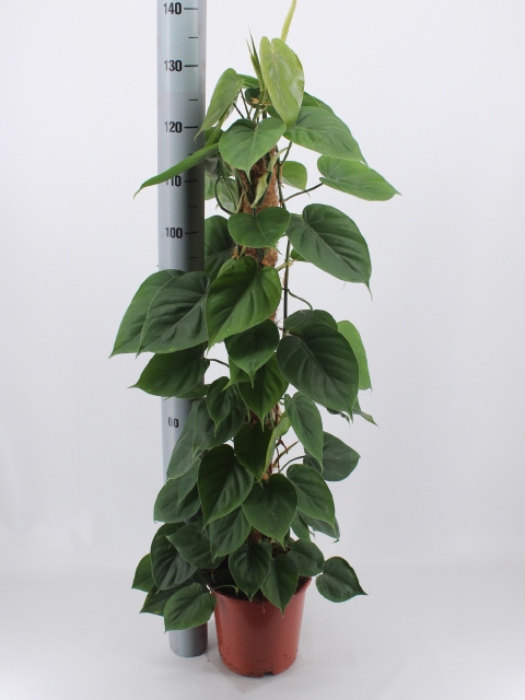 Philodendron Scandens 24Ø 130cm