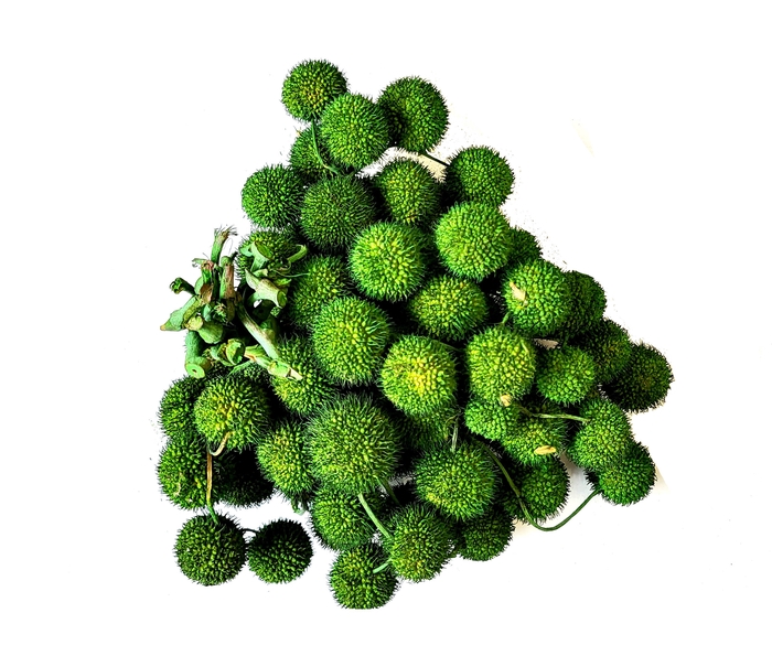 Small ball per bunch in poly moss green