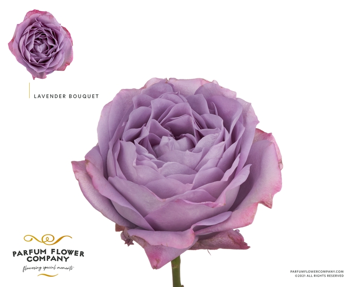<h4>Rosa la garden lavender bq</h4>