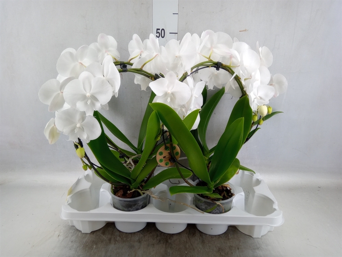 <h4>Phalaenopsis   ...</h4>