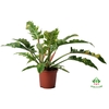 Philodendron Ring of Fire 19Ø 60cm