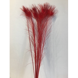 DRIED FLOWERS - FEATHER PEACOCK L90-100 RED 10pcs