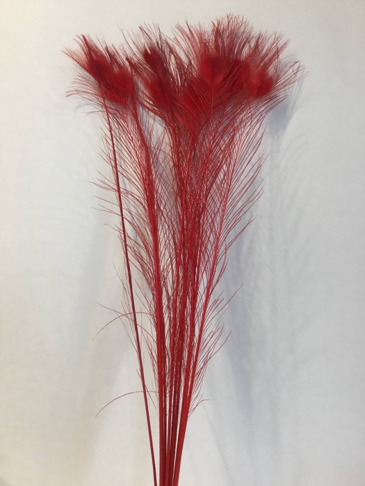 DRIED FLOWERS - FEATHER PEACOCK L90-100 RED 10pcs