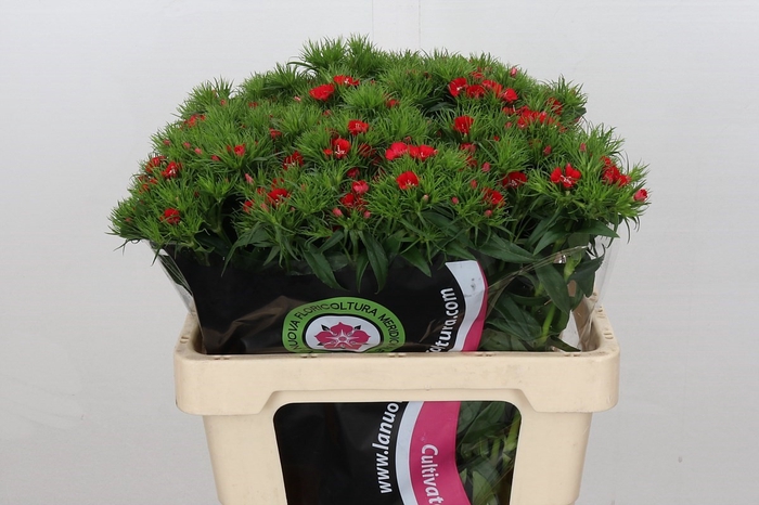 <h4>Dianthus Br Am Red Baron</h4>