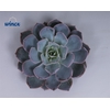 Echeveria colorata cutflower wincx-5cm