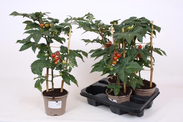<h4>Solanum lycopersicum (Tomaat)</h4>