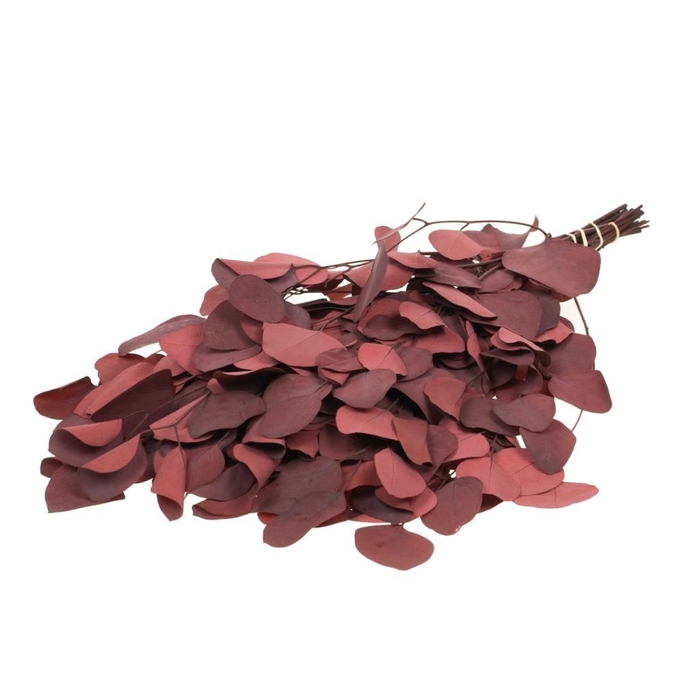 <h4>Eucalyptus populus preserved red</h4>