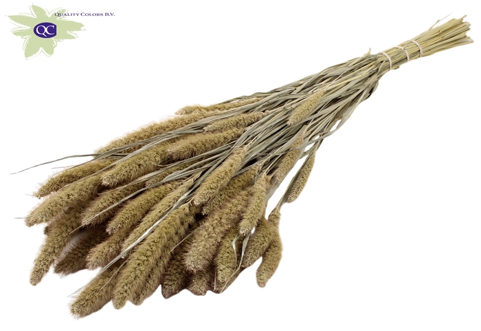 Setaria per bunch frosted white