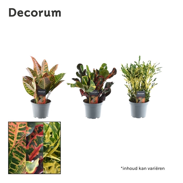 <h4>Croton kopstek 3-5 pp gemengd (Decorum)</h4>