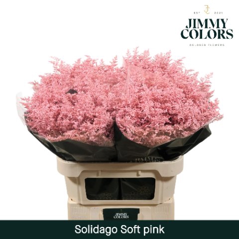 <h4>Solidago paint pink light</h4>