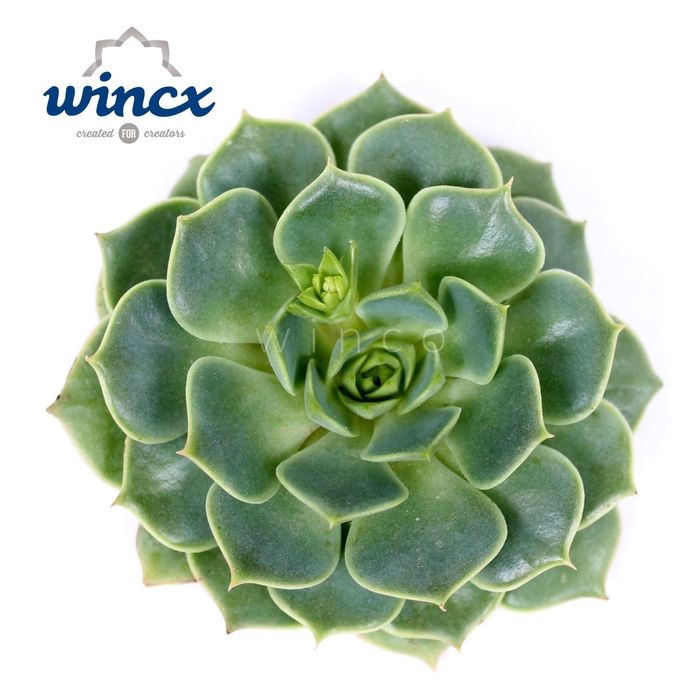 Echeveria Ramilette Cutflower Wincx-5cm