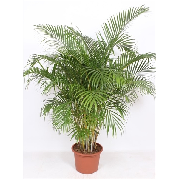 <h4>Dypsis lutescens 'Areca'</h4>