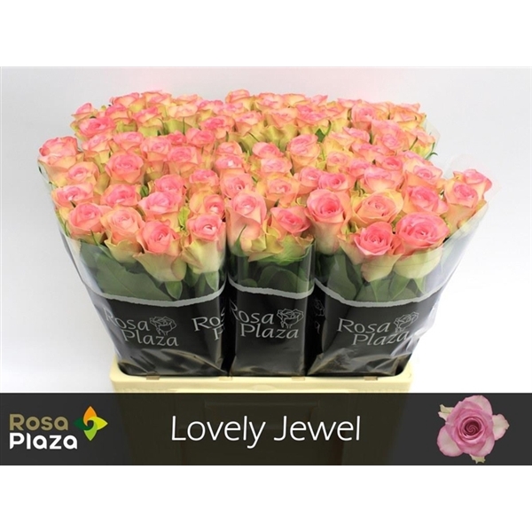<h4>Rosa la lovely jewel</h4>