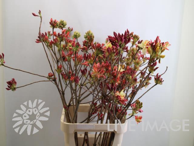 Rhododendron mix in bucket