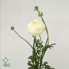 Ranunculus Elegance White