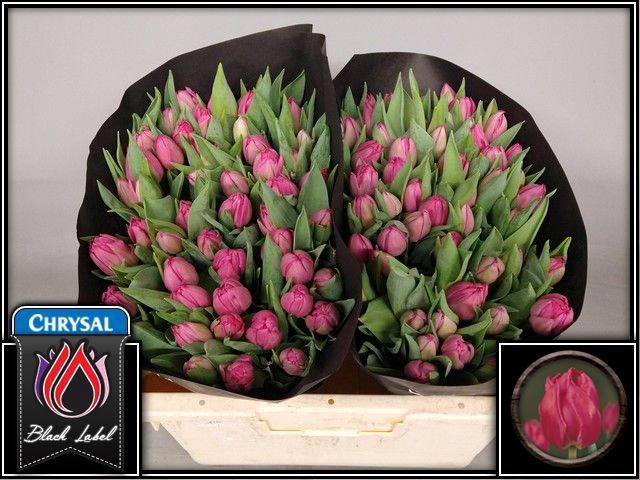 <h4>Tulipa do queen of marvel</h4>