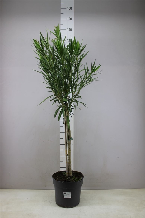 <h4>Nerium Oleander Op Stam Roze</h4>