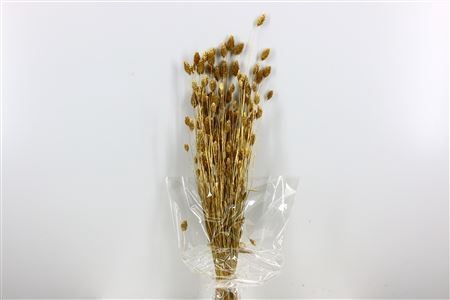 <h4>Dried Phalaris 100gr Gold Bunch Slv</h4>