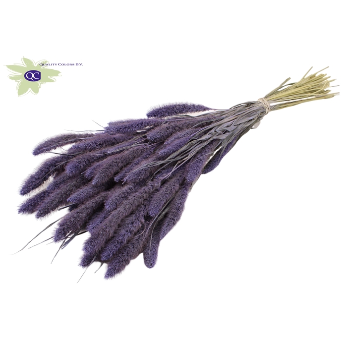 <h4>Setaria per bunch Frosted Milka</h4>