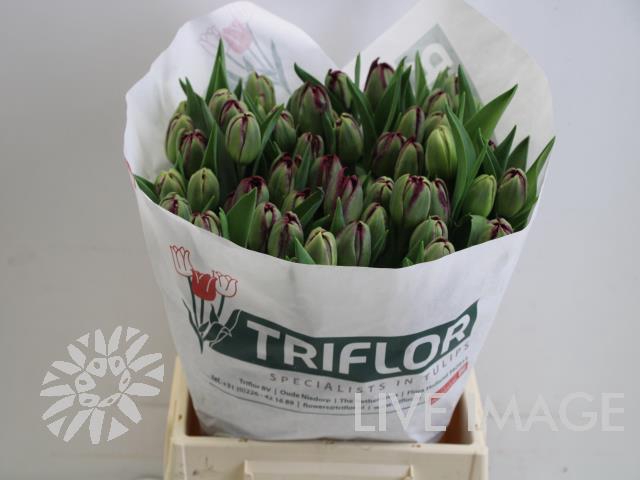 <h4>Tulipa do palmyra</h4>