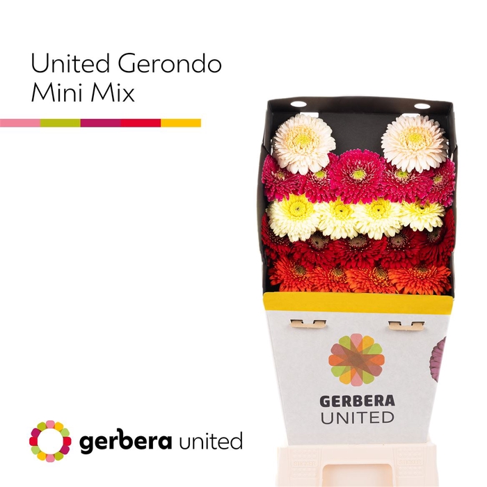 <h4>Ge Bv Gerponi Gerondo Mix</h4>