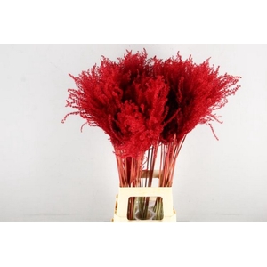 Dried miscanthus paint red