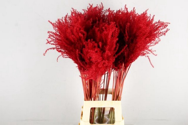 <h4>Dried miscanthus paint red</h4>