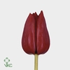 Tulip single Pallada