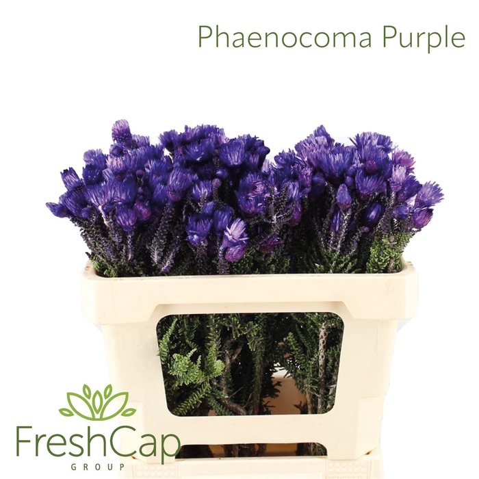 <h4>Phaenocoma Purple</h4>