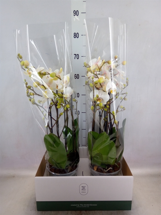 <h4>Phalaenopsis  'Marvellous White'</h4>