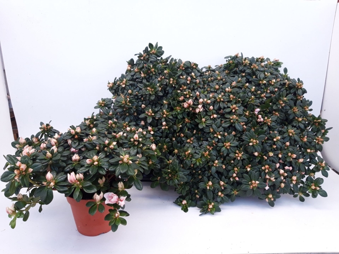 <h4>Rhododendron (Sim. Mevr Gerard Kint</h4>