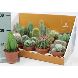 Cactus mix SHOWBOX 10,5Ø 32cm