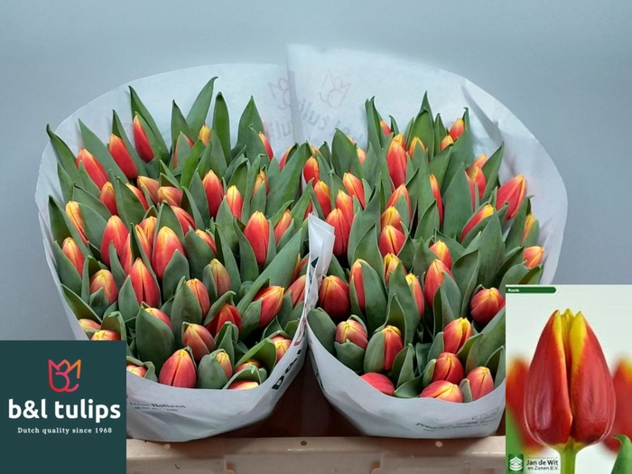 <h4>Tulipa enke. Triumf Grp Russia</h4>