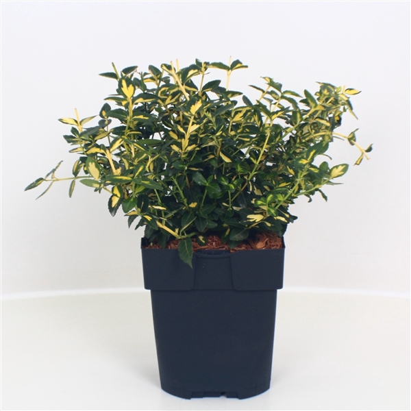 <h4>Euonymus fortunei 'Blondy' P17</h4>