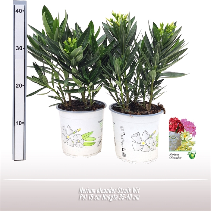 <h4>Nerium oleander struik wit</h4>