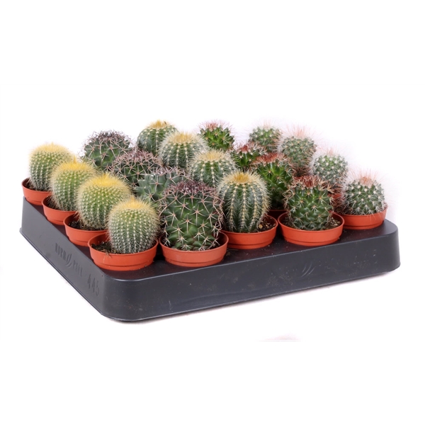 <h4>Cactus bollen mix 5,5 cm</h4>