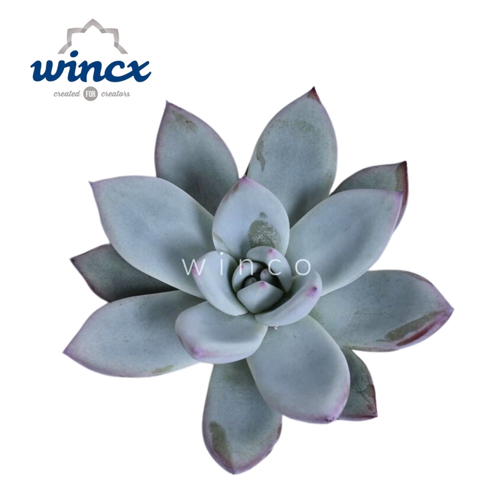 <h4>Echeveria Colorata Ice Cutflower Wincx-8cm</h4>