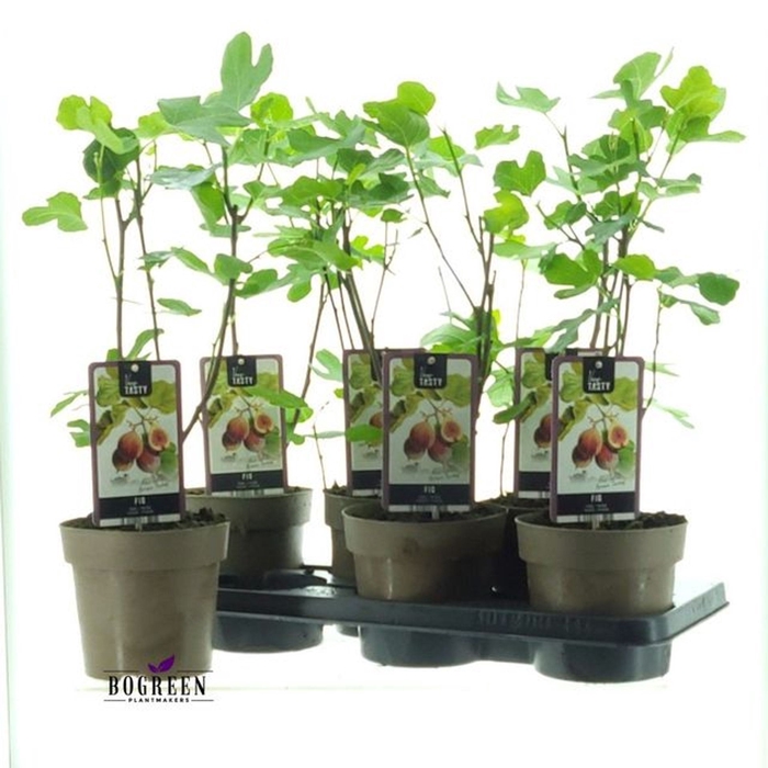 <h4>Overig bome. Ficus carica Brown Tur</h4>
