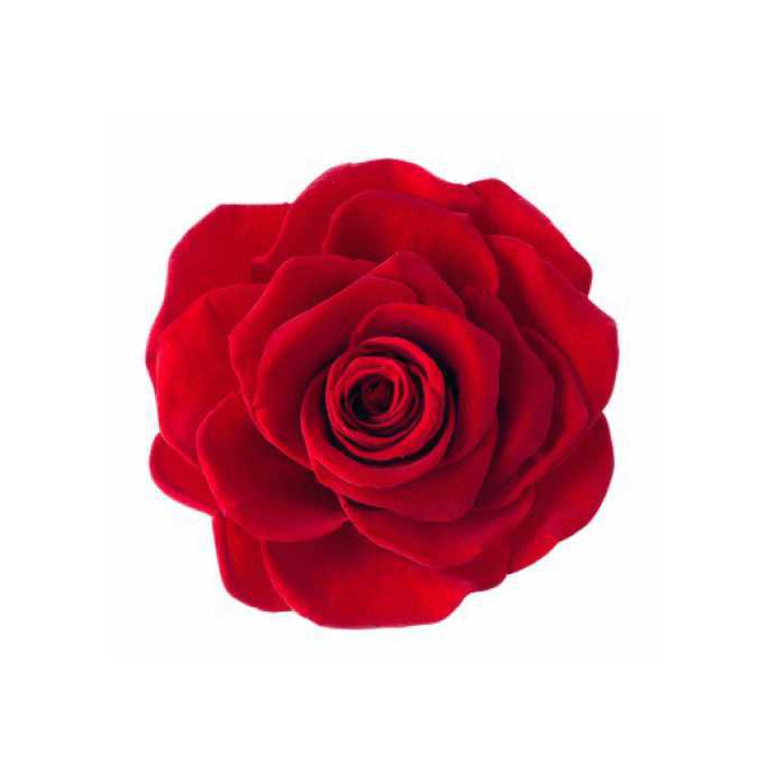 <h4>Rose Monalisa Red</h4>