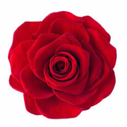 Rose Ava Red