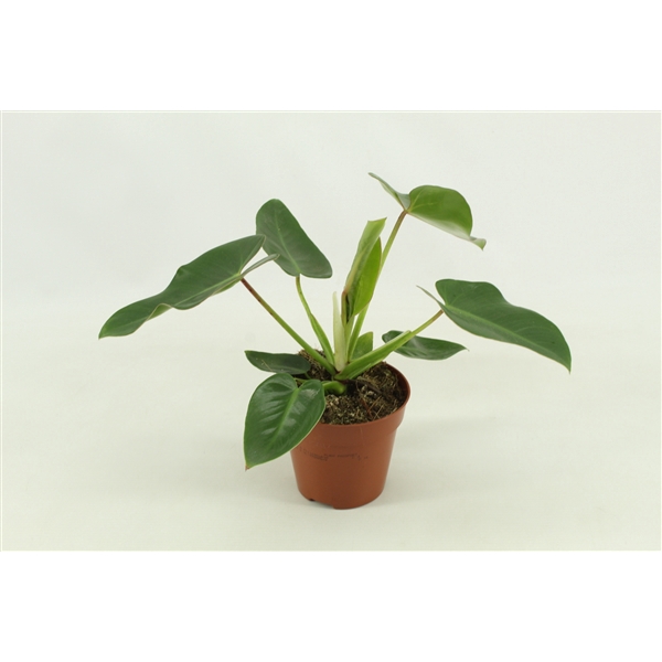 <h4>Philodendron Corovadensis 12cm</h4>